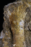 20500 - Finest Grade Unidentified Mosasaur Phalanx Paddle Bone in Matrix Cretaceous