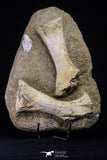 20504 - Finest Grade Unidentified Mosasaur Phalanx + Metacarpal Paddle Bones Late Cretaceous