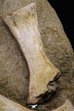 20504 - Finest Grade Unidentified Mosasaur Phalanx + Metacarpal Paddle Bones Late Cretaceous
