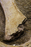 20504 - Finest Grade Unidentified Mosasaur Phalanx + Metacarpal Paddle Bones Late Cretaceous