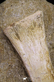20504 - Finest Grade Unidentified Mosasaur Phalanx + Metacarpal Paddle Bones Late Cretaceous