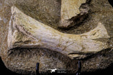 20504 - Finest Grade Unidentified Mosasaur Phalanx + Metacarpal Paddle Bones Late Cretaceous