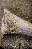 20504 - Finest Grade Unidentified Mosasaur Phalanx + Metacarpal Paddle Bones Late Cretaceous
