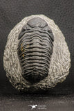 07753 - Top Qality 2.57 Inch Austerops sp Lower Devonian Trilobite