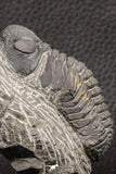 07753 - Top Qality 2.57 Inch Austerops sp Lower Devonian Trilobite