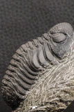 07753 - Top Qality 2.57 Inch Austerops sp Lower Devonian Trilobite