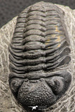 07753 - Top Qality 2.57 Inch Austerops sp Lower Devonian Trilobite