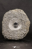 07755 - Top Rare Lichid Trilobite 0.52 Inch Acanthopyge (Lobopyge) bassei Lower Devonian