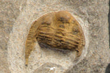 07757 - Top Quality 0.75 Inch Onnia sp Ordovician Trilobite