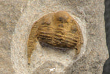 07757 - Top Quality 0.75 Inch Onnia sp Ordovician Trilobite