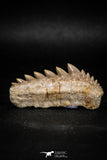 04909 - Collector Grade 1.84 Inch Notidanodon loozi (Cow Shark) Tooth