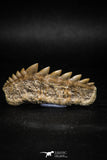 04909 - Collector Grade 1.84 Inch Notidanodon loozi (Cow Shark) Tooth
