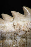 04910 - Collector Grade 1.79 Inch Notidanodon loozi (Cow Shark) Tooth