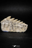 04910 - Collector Grade 1.79 Inch Notidanodon loozi (Cow Shark) Tooth