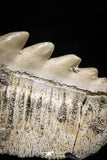 04910 - Collector Grade 1.79 Inch Notidanodon loozi (Cow Shark) Tooth