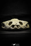 22190 - Museum Grade 4.78 Inch Complete Cretaceous Chelonioid Sea Turtle Skull