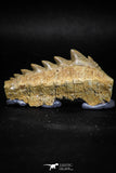 04911 - Collector Grade 2.05 Inch Notidanodon loozi (Cow Shark) Tooth
