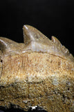 04911 - Collector Grade 2.05 Inch Notidanodon loozi (Cow Shark) Tooth