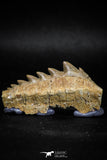 04911 - Collector Grade 2.05 Inch Notidanodon loozi (Cow Shark) Tooth