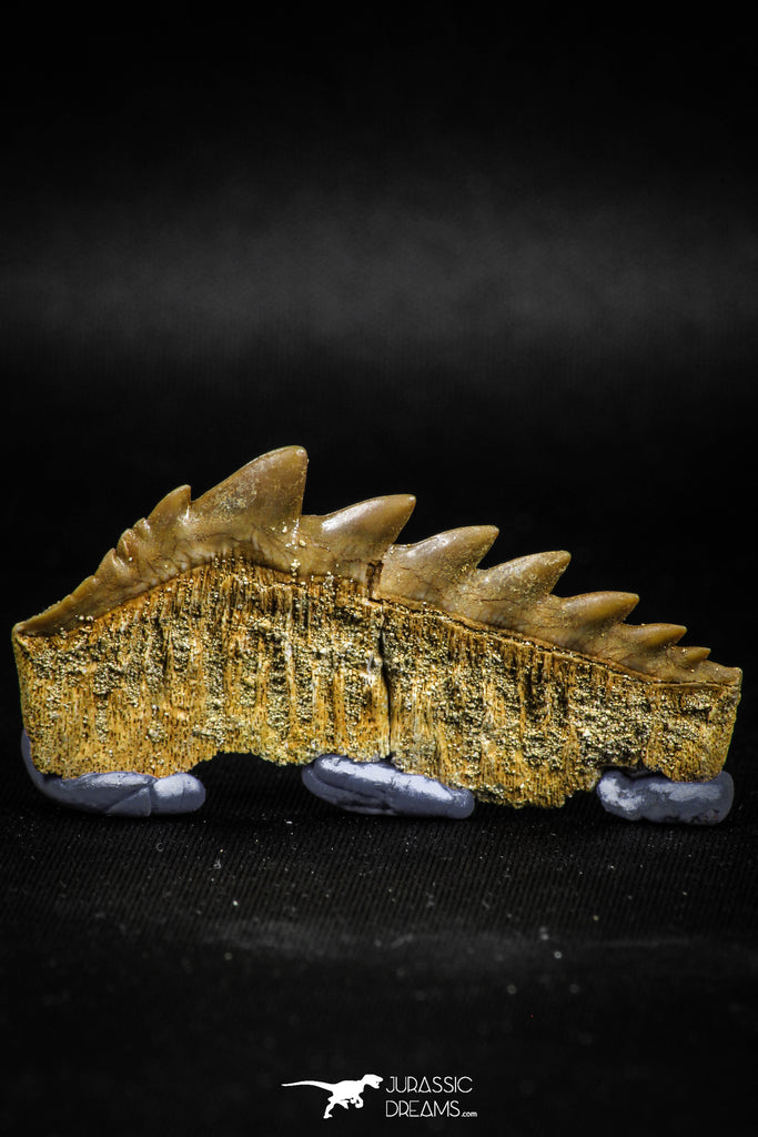 04911 - Collector Grade 2.05 Inch Notidanodon loozi (Cow Shark) Tooth
