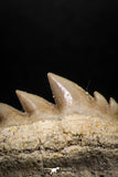04912 - Collector Grade 1.59 Inch Notidanodon loozi (Cow Shark) Tooth
