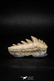 04912 - Collector Grade 1.59 Inch Notidanodon loozi (Cow Shark) Tooth