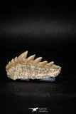 04912 - Collector Grade 1.59 Inch Notidanodon loozi (Cow Shark) Tooth