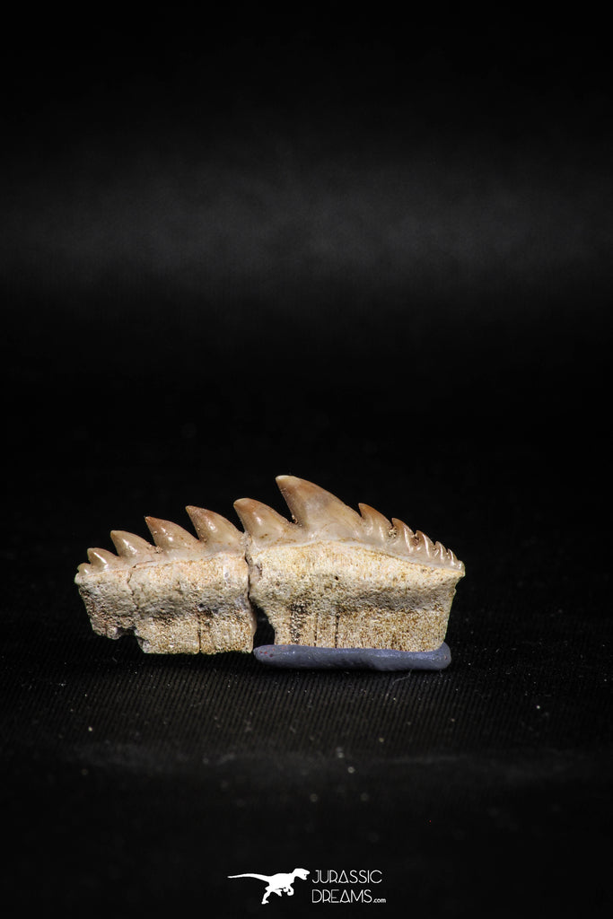 04913 - Collector Grade 1.37 Inch Notidanodon loozi (Cow Shark) Tooth