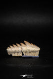 04913 - Collector Grade 1.37 Inch Notidanodon loozi (Cow Shark) Tooth