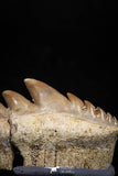 04913 - Collector Grade 1.37 Inch Notidanodon loozi (Cow Shark) Tooth