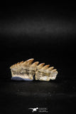 04913 - Collector Grade 1.37 Inch Notidanodon loozi (Cow Shark) Tooth