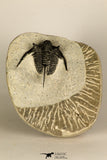 30683 - Well Preserved 1.15 Inch Cyphaspis (Otarion) cf. boutscharafinense Devonian Trilobite