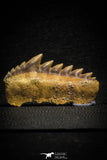 22180 - Great Collection of 2 Notidanodon loozi (Cow Shark) Teeth