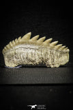 22180 - Great Collection of 2 Notidanodon loozi (Cow Shark) Teeth