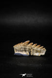 04913 - Collector Grade 1.37 Inch Notidanodon loozi (Cow Shark) Tooth