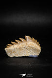 04914 - Collector Grade 1.49 Inch Notidanodon loozi (Cow Shark) Tooth