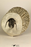 30684 - Well Prepared 1.29 Inch Cyphaspis (Otarion) cf. boutscharafinense Devonian Trilobite