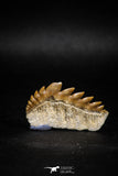 04914 - Collector Grade 1.49 Inch Notidanodon loozi (Cow Shark) Tooth
