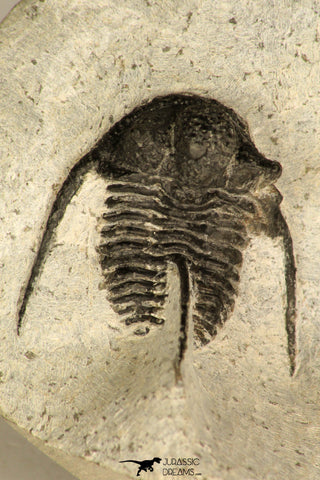 30684 - Well Prepared 1.29 Inch Cyphaspis (Otarion) cf. boutscharafinense Devonian Trilobite