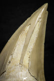 22181 - Top Huge OTODUS OBLIQUUS (mackerel shark) Tooth Paleocene