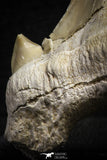 22181 - Top Huge OTODUS OBLIQUUS (mackerel shark) Tooth Paleocene