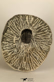 30685 - Well Prepared 1.05 Inch Leonaspis sp Middle Devonian Trilobite