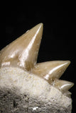 04915 - Top Grade 0.80 Inch Notidanodon loozi (Cow Shark) Tooth