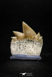 04915 - Top Grade 0.80 Inch Notidanodon loozi (Cow Shark) Tooth