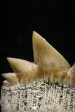 04915 - Top Grade 0.80 Inch Notidanodon loozi (Cow Shark) Tooth