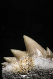 04916 - Top Grade 0.75 Inch Notidanodon loozi (Cow Shark) Tooth