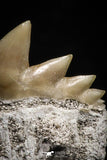 04916 - Top Grade 0.75 Inch Notidanodon loozi (Cow Shark) Tooth