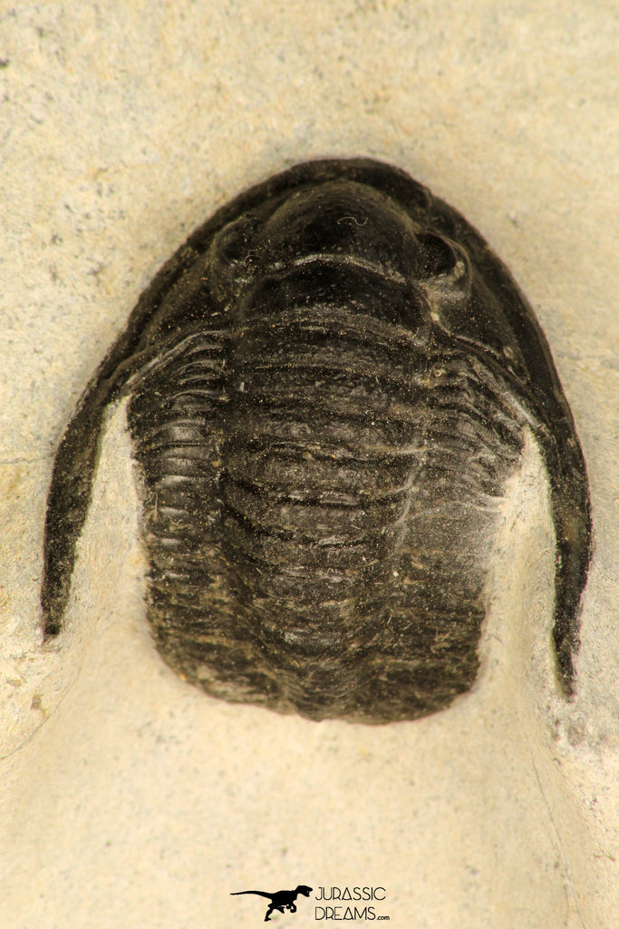 30686 - Top Beautiful 1.14 Inch Cornuproetus sp Middle Devonian Trilobite