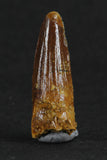 88001 - Beautiful 1.06 Inch Juvenile Spinosaurus Dinosaur Tooth