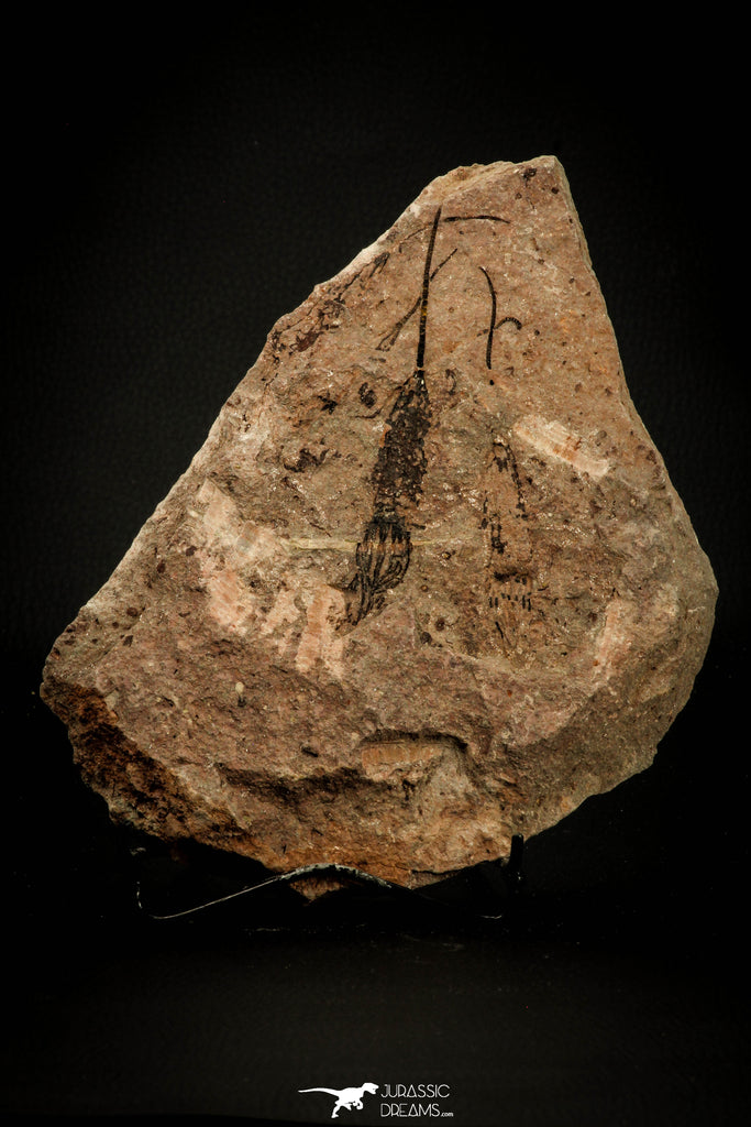 07799 - Wide 4.09 Inch Eocrinoid (Ascocystites) Plate - Lower Ordovician